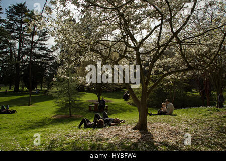 Magnolie nel Phoenix Park di Dublino, Irlanda. Foto Stock