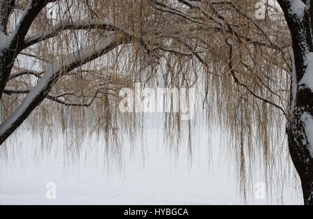 Willow Tree in inverno dal lago Foto Stock