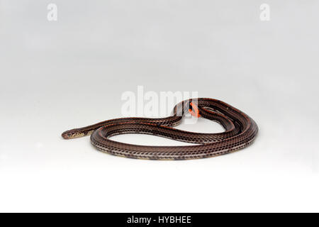 Nastrare: la malese Serpente corallo (Calliophis intestinalis) Foto Stock