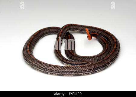 Nastrare: la malese Serpente corallo (Calliophis intestinalis) Foto Stock