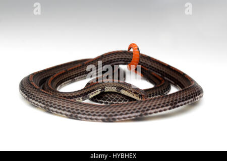 Nastrare: la malese Serpente corallo (Calliophis intestinalis) Foto Stock