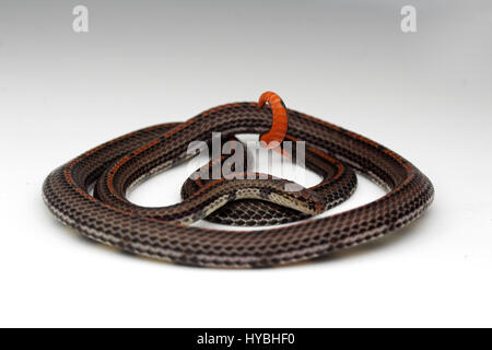 Nastrare: la malese Serpente corallo (Calliophis intestinalis) Foto Stock