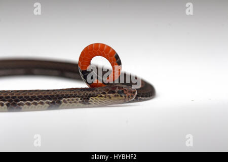 Nastrare: la malese Serpente corallo (Calliophis intestinalis) Foto Stock