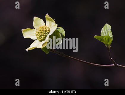 Fiore di legno di cane californiano, Cornus nuttallii, fotografato su uno sfondo scuro Foto Stock