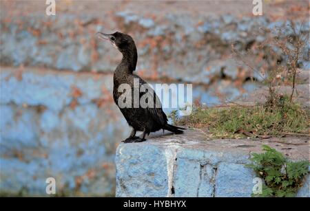 Cormorano vicino al corpo di acqua Foto Stock