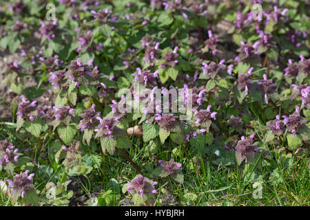 Rote Taubnessel, Lamium purpureum, deadnettle rosso, viola deadnettle, red dead-ortica, viola morti di ortica, red dead ortica, viola dead ortica, viola Foto Stock