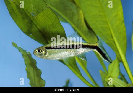 Schrägschwimmer, Thayeria boehlkei, blackline penguinfish, blackline Thayeria, hockey-stick tetra, penguin pesce, penguin tetra, Le poisson-pingouin, t Foto Stock