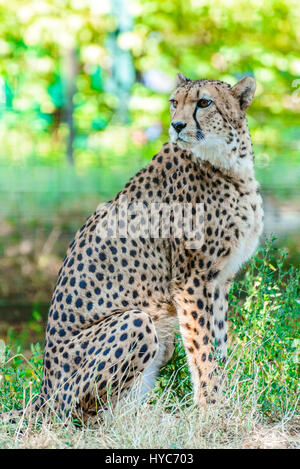 Ghepardo (Acinonyx jubatus) a schoenbrunn tiergarten, zoo garden in Wien. Foto Stock