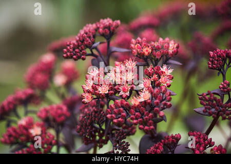 Sedum prominente (Sedum spectabile) nel giardino. Profondità di campo poco profonda. Foto Stock