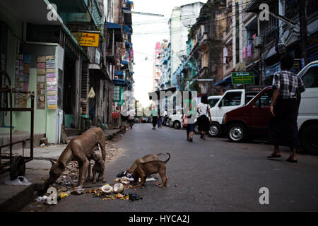 I cani di mangiare sulla strada, Yangon, MYANMAR Birmania Foto Stock