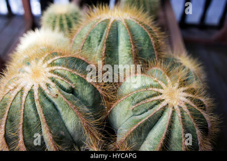 Chiudere verde cactus con tre round sfera forme e picchi di giallo spuntavano usati per il decor. Foto Stock