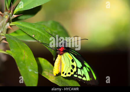 Colorata di rosso e di giallo farfalla verde seduto su una foglia verde diffondere le sue ali. Foto Stock