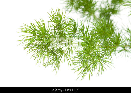 Verde asparagi soffici rami per fiori isolati su sfondo bianco Foto Stock