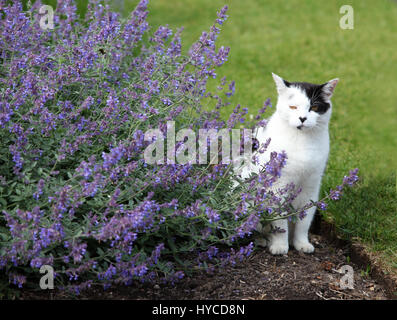 BORDE HILL GARDEN,Haywards Heath, West Sussex, RH16 1XP Foto Stock