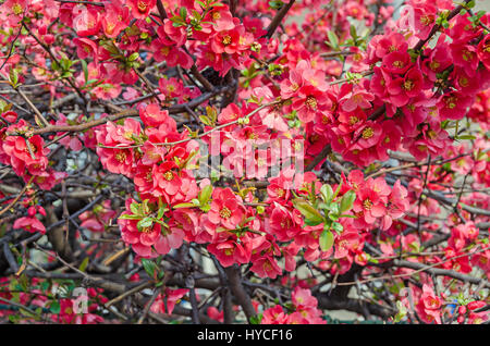 Chaenomeles japonica albero di rosa fiori, del Maule mela cotogna, Gutuiul japonez, vicino all'aperto verso l'alto. Foto Stock