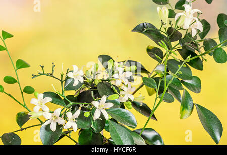 Fiori bianchi di Murraya paniculata, Jasminul portocal (Murraya exotica, Chalcas paniculata sau Chalcas exotica), Boccola verde vicino. Foto Stock