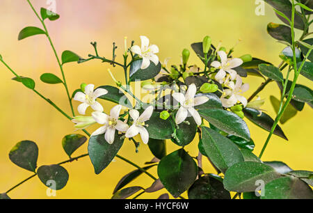 Fiori bianchi di Murraya paniculata, Jasminul portocal (Murraya exotica, Chalcas paniculata sau Chalcas exotica), Boccola verde vicino. Foto Stock