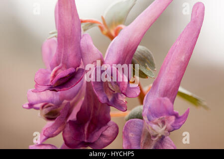 Corydalis fiori che fioriscono in primavera Foto Stock