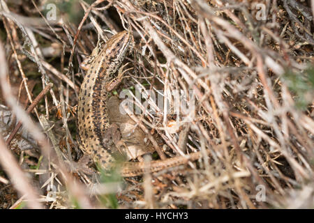 Close-up del maschio lucertola comune (chiamato anche lucertola vivipara, Zootoca vivipara) Foto Stock