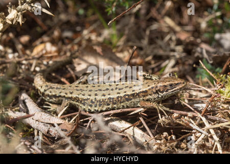 Close-up del maschio lucertola comune (chiamato anche lucertola vivipara, Zootoca vivipara) Foto Stock