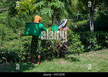 Sri Lanka, vicino a Galle, villaggio di Akuressa. Verde biologico Tea Garden & Tea Factory, il solo tè organici farm nel sud dello Sri Lanka. Tipico te femmina Foto Stock