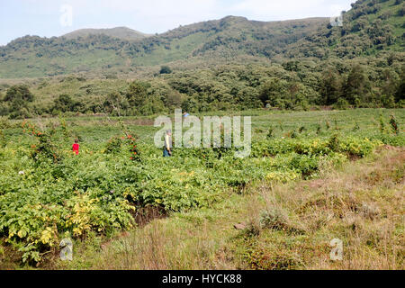 Virunga, Ruanda - 28 Febbraio 2017 : gli abitanti di un villaggio di lavorare i campi di patate al di fuori del Parco Nazionale dei Vulcani in Rwanda, Africa. Foto Stock