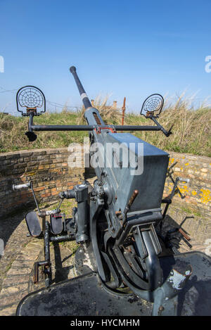 Flak 28 / Bofors 40 mm pistola, anti-aerei auto-cannon a Raversyde Atlantikwall / Atlantic Wall open-air museum a Raversijde, Fiandre Occidentali, Belgio Foto Stock