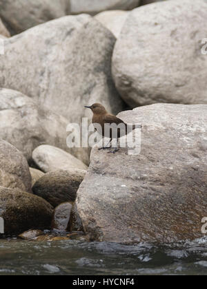 Brown bilanciere (Cinclus pallasii) a Uttarakhand, India Foto Stock