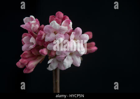 Viburnum x bodnantense 'dawn' Foto Stock