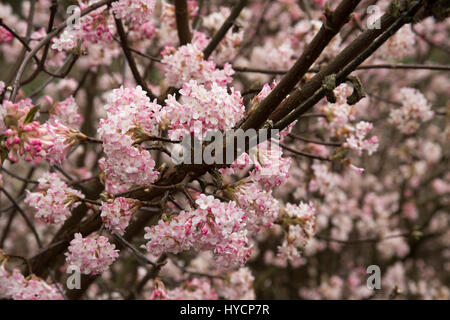 Viburnum x bodnantense 'dawn' Foto Stock