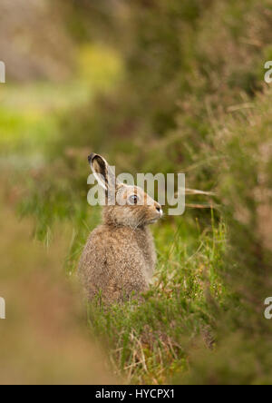 Montagna, lepre Lepus timidus, singolo adulto in estate rivestire in posizione eretta sulla brughiera. Presa di giugno. Le Highlands, Scotland, Regno Unito. Foto Stock