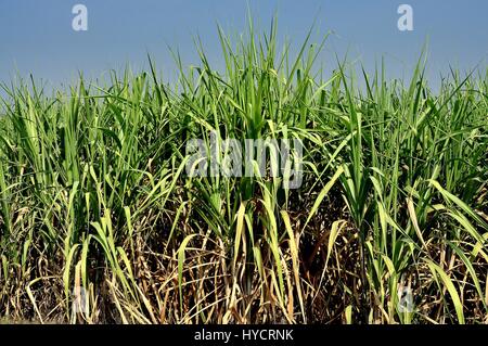 Saraburi, Tailandia - 8 Gennaio 2013: primo piano della canna da zucchero delle piante, un importante prodotto agricolo in Saraburi / regione Lopburi Foto Stock