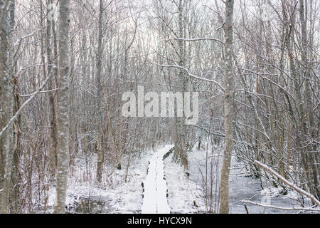 Matsalu National Park in Estonia in inverno. Questo parco è noto per il bird-watching Foto Stock