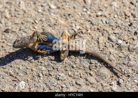 Recinzione occidentale Lizard (Sceloporus occidentalis) riproduce i morti per rimanere vivo. Foto Stock