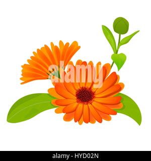 Calendula. Fiori con foglie isolato su bianco Illustrazione Vettoriale
