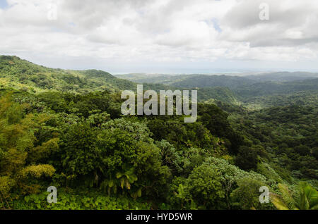 Puerto Rico, El Yunque National Forest, paesaggio verde Foto Stock