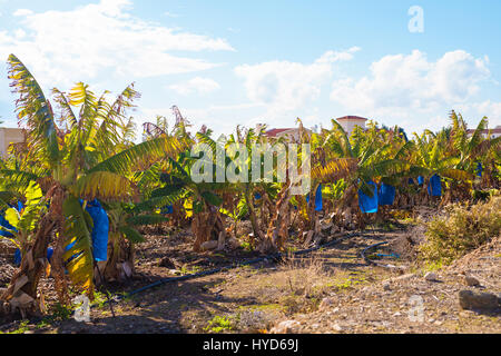 Piantagioni di banane coperte con mesh in Cipro Foto Stock