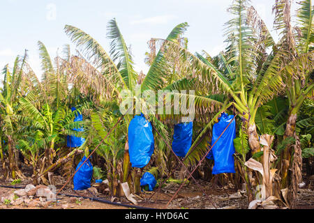 Piantagioni di banane coperte con mesh in Cipro Foto Stock