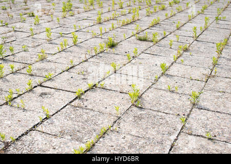 Vuoto esterna piastrellata pavimentazione con erba verde crescente tramite cuciture Foto Stock