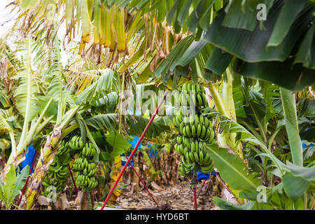 Piantagioni di banane coperte con mesh in Cipro Foto Stock