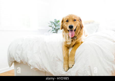 Ritratto di Golden Retriever sdraiato sul letto Foto Stock