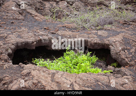 Arbusto che cresce in un microclima protetto formato da un tubo di lava con una parte superiore erosa su Volcan Chico nelle Galapagos Foto Stock