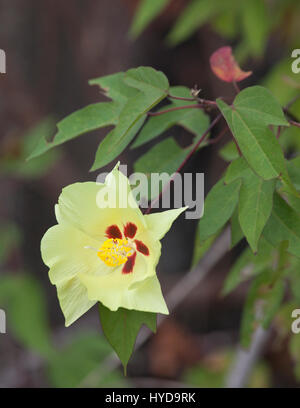 Il fiore di cotone di Darwin (Gossypium darwinii), una specie endemica che si trova solo nelle isole Galapagos Foto Stock