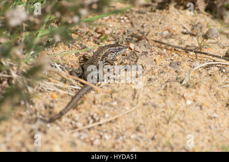 Lucertola comune (chiamato anche lucertola vivipara, Zootoca vivipara) Foto Stock