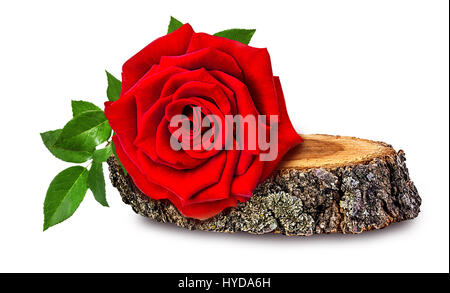 Rose su una tavola di legno сross Sezione di tronco di albero isolato su sfondo bianco Foto Stock