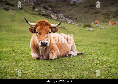 Picos, Spagna - Bull con campana seduto su una lussureggiante verde erba di montagna Foto Stock