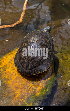 Rosso-eared slider turtle, stagno d'acqua dolce, Sonoma Square, Città di Sonoma, Sonoma, Sonoma County, California, Stati Uniti Foto Stock
