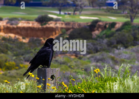 Raven blackbird seduto su un post con i fiori e il campo da golf Foto Stock