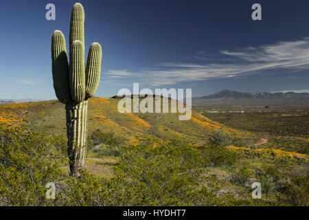 2017 Primavera Super fiore a peridoto Mesa, Deserto Sonoran, San Carlos Apache Nazione, Arizona, Stati Uniti d'America Foto Stock