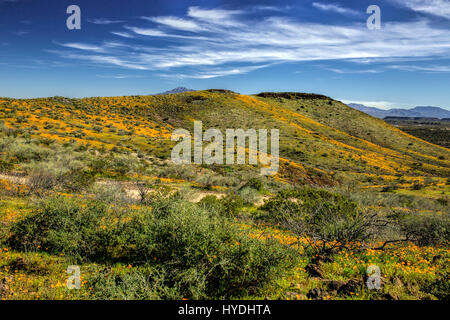 2017 Primavera Super fiore a peridoto Mesa, Deserto Sonoran, San Carlos Apache Nazione, Arizona, Stati Uniti d'America Foto Stock